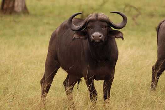 bufalo65