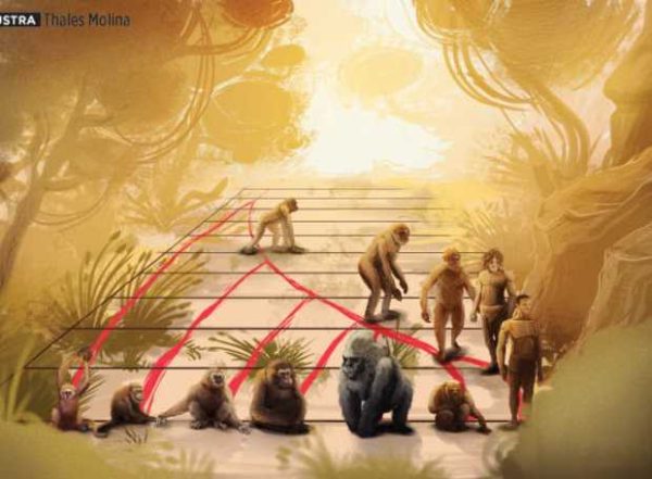 evolução homem macaco esquema da evolução do homem macaco