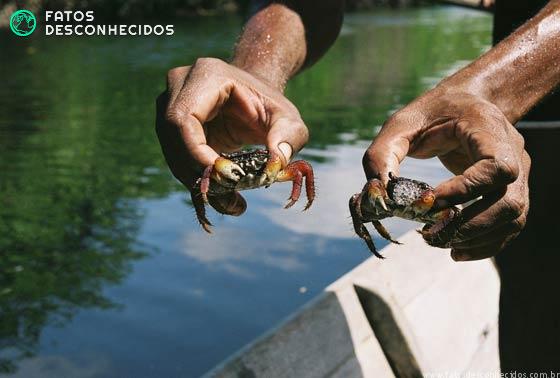 Alimentos que estão sumindo do planeta Alimentos que estão sumindo do planeta
