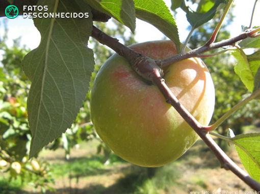 Alimentos que estão sumindo do planeta Alimentos que estão sumindo do planeta