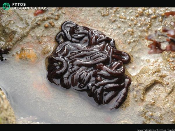 ribbon_worm_lineus_longissimus_bootlace_21-03-12_2