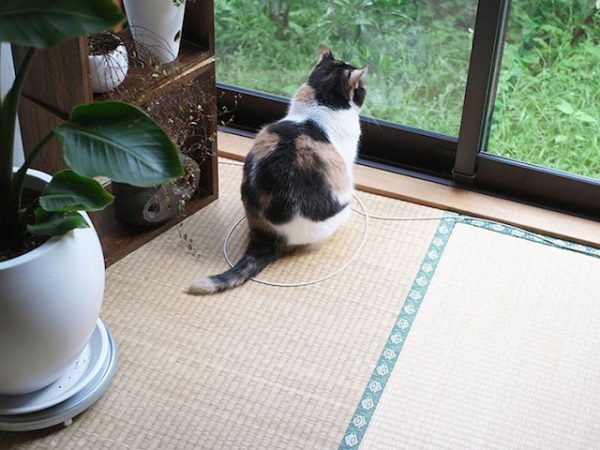 Como fazer seu gato não fugir sem prendê-lo Como fazer seu gato não fugir sem prendê-lo