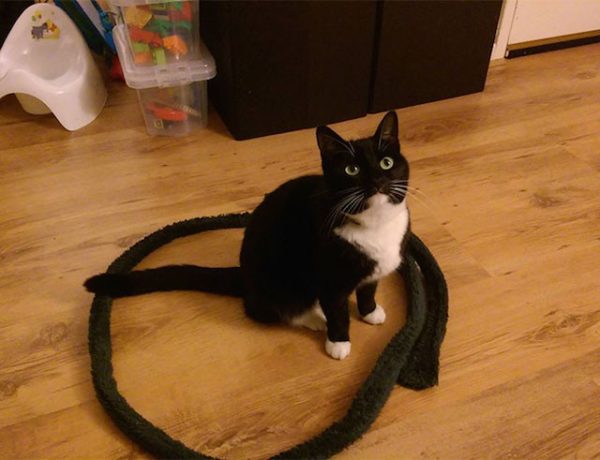 Como fazer seu gato não fugir sem prendê-lo Como fazer seu gato não fugir sem prendê-lo