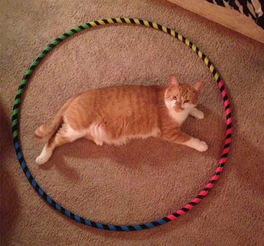 Como fazer seu gato não fugir sem prendê-lo Como fazer seu gato não fugir sem prendê-lo