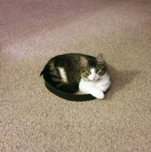 Como fazer seu gato não fugir sem prendê-lo Como fazer seu gato não fugir sem prendê-lo
