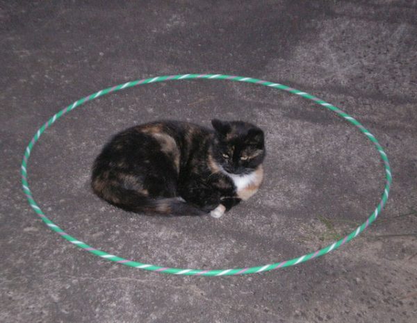 Como fazer seu gato não fugir sem prendê-lo Como fazer seu gato não fugir sem prendê-lo