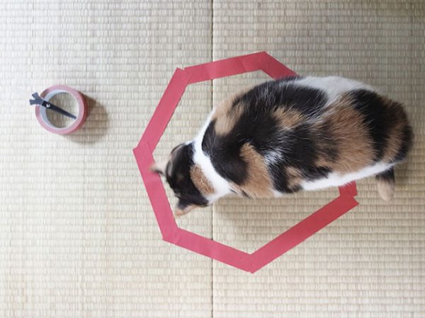 Como fazer seu gato não fugir sem prendê-lo Como fazer seu gato não fugir sem prendê-lo