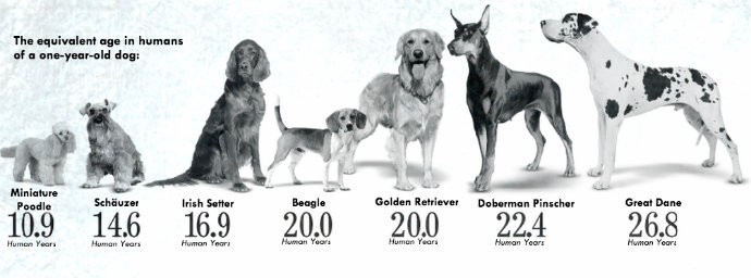 Descubra a idade real do seu cachorro Descubra a idade real do seu cachorro