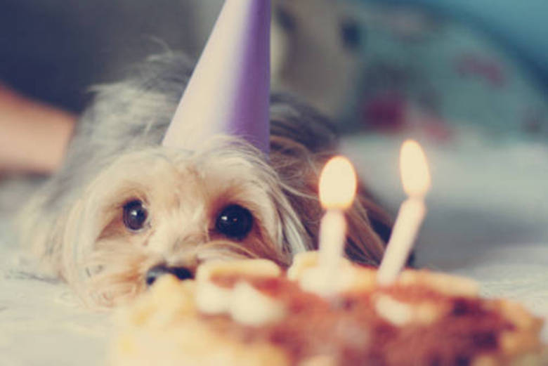 Descubra a idade real do seu cachorro Descubra a idade real do seu cachorro