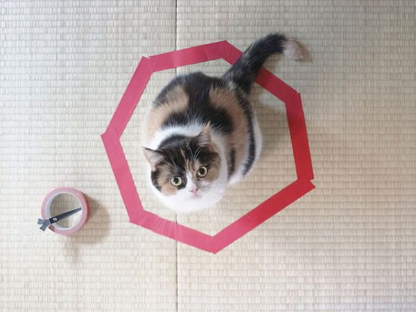 Como fazer seu gato não fugir sem prendê-lo Como fazer seu gato não fugir sem prendê-lo