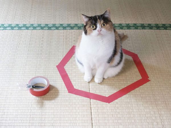 Como fazer seu gato não fugir sem prendê-lo Como fazer seu gato não fugir sem prendê-lo