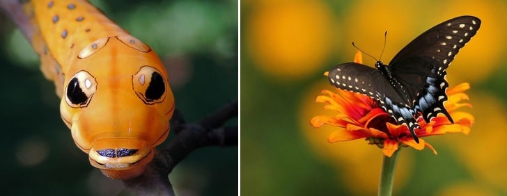Como acontece a transformação de uma lagarta em borboleta? Como acontece a transformação de uma lagarta em borboleta?