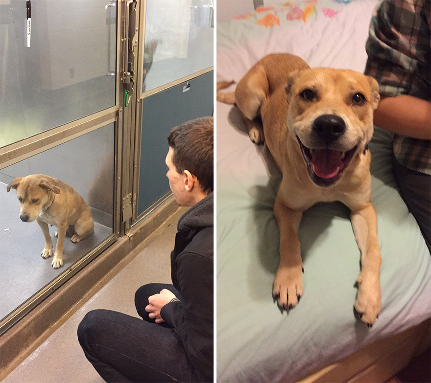 Antes e depois de serem adotados Antes e depois de serem adotados