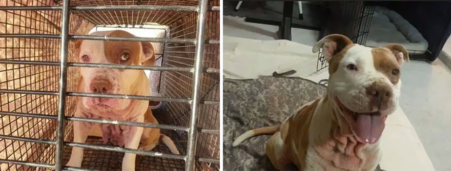 Antes e depois de serem adotados Antes e depois de serem adotados