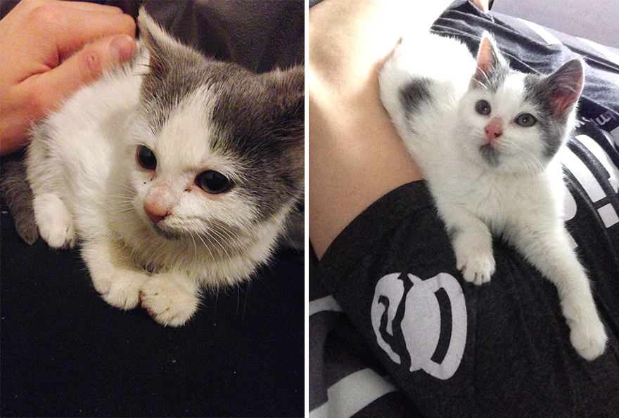 Antes e depois de serem adotados