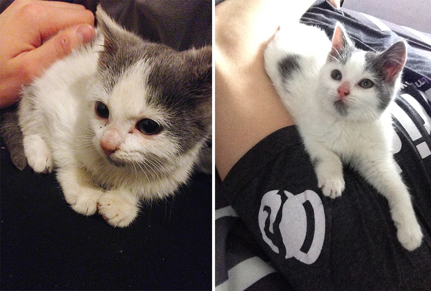 Antes e depois de serem adotados Antes e depois de serem adotados