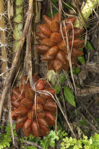 20-of-the-Worlds-Weirdest-Natural-Foods-Fruits-Vegetables17__700