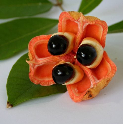 20-of-the-Worlds-Weirdest-Natural-Foods-Fruits-Vegetables7__700