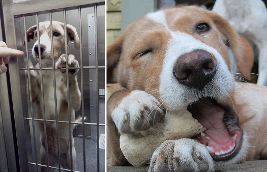 Antes e depois de serem adotados Antes e depois de serem adotados