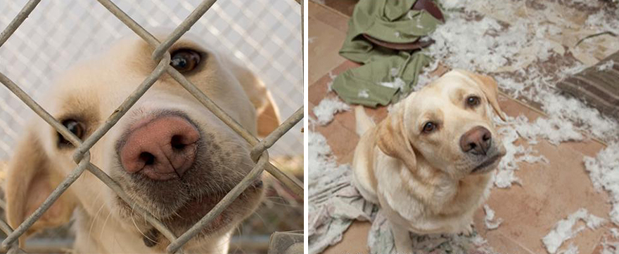 Antes e depois de serem adotados Antes e depois de serem adotados