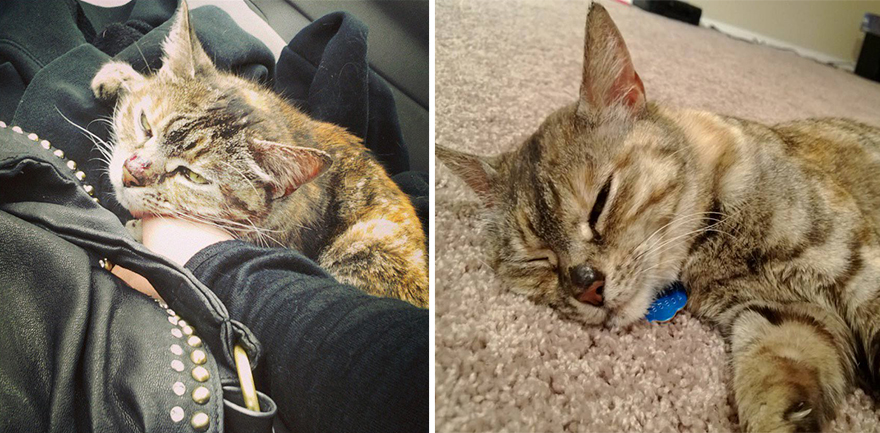 Antes e depois de serem adotados Antes e depois de serem adotados