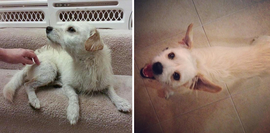 Antes e depois de serem adotados Antes e depois de serem adotados