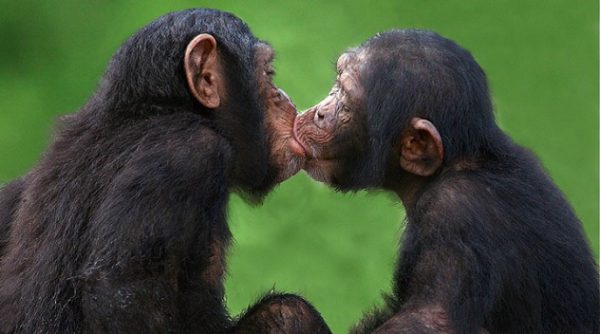10 Coisas que você precisa saber sobre o beijo 10 Coisas que você precisa saber sobre o beijo