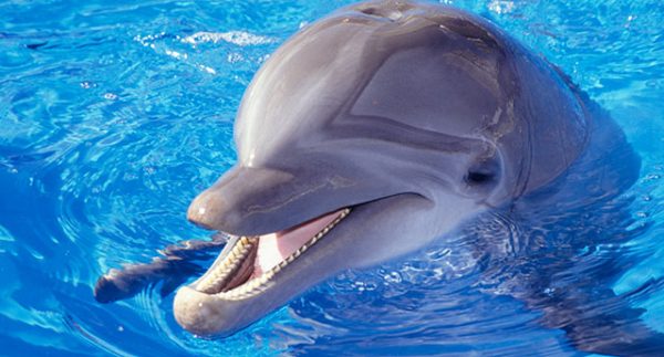 6 datos aterradores sobre los delfines