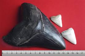 megalodon 3