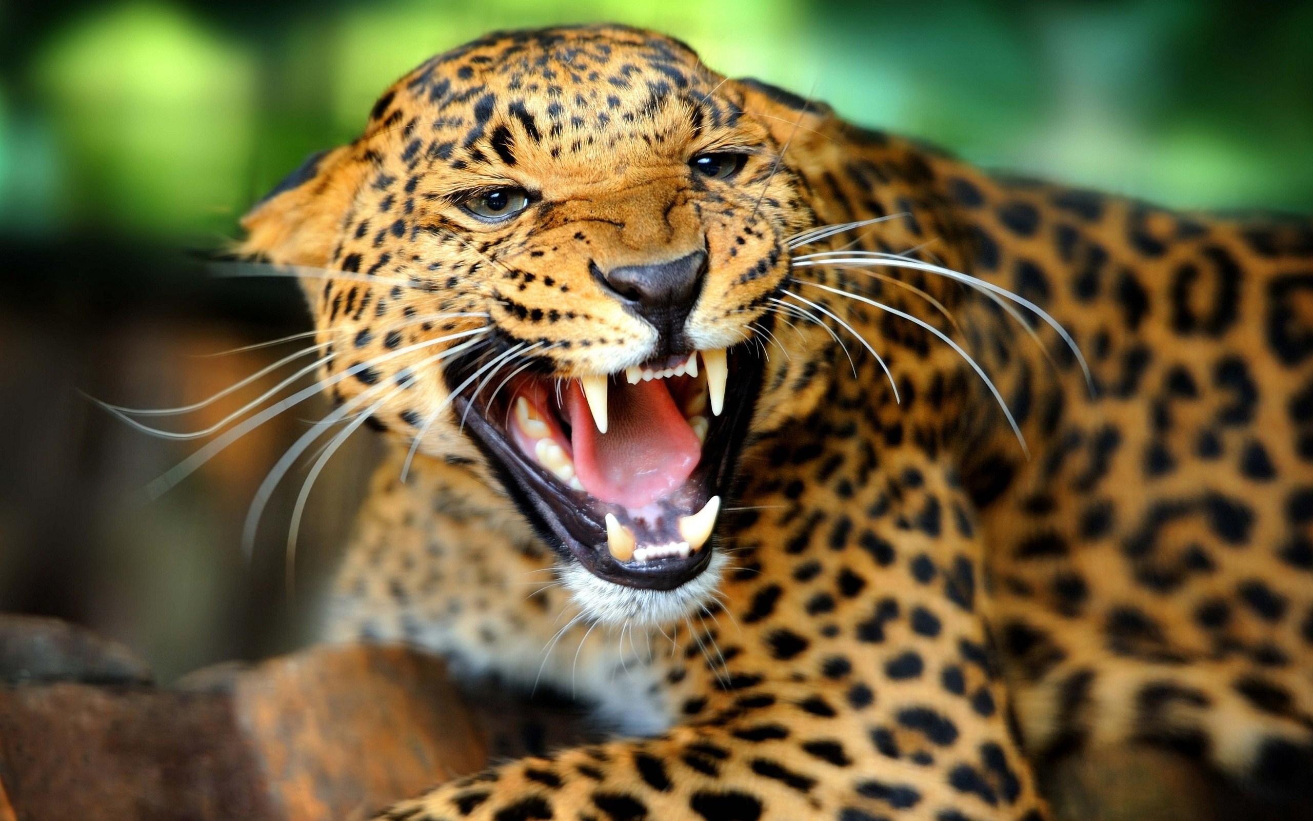 Resultado de imagem para animais selvagens