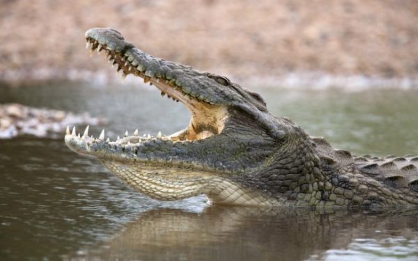 crocodilo