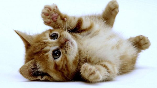 gatos
