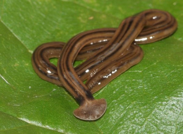 F2869-Bipalium-Cantareira-11