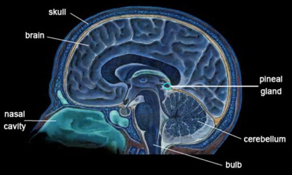 brain-and-pineal-gland-jpg