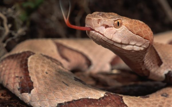 eastern-brown-snake-animal-wallpaper-3020