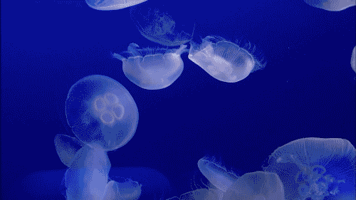 tumblr_n35gr0Z9yY1suyqwko1_500