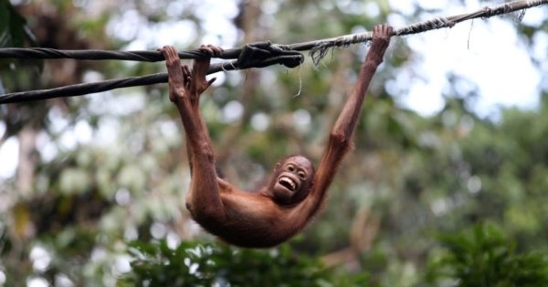 5jul2013---filhote-de-orangotango-brinca-em-corda-no-santuario-sepilok-que-abriga-macacos-da-especie-na-parte-malasiana-do-borneu-1373029499888_956x500
