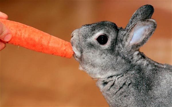 RABBITcARROT_2257853b