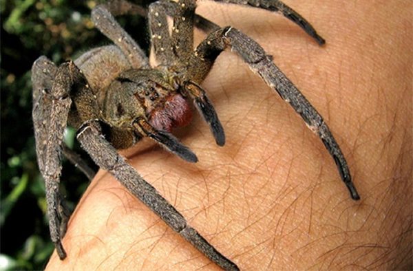giant-spiders-141021-brazilian-wandering-21