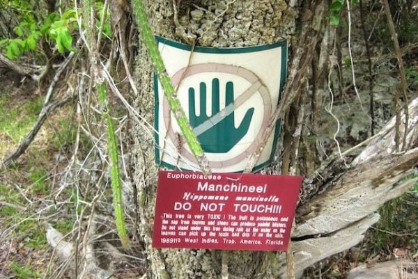 manchineel