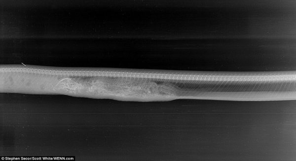 281794FB00000578-3058837-Day_3_The_bones_and_scaly_skin_of_the_alligator_are_now_being_di-m-34_1430216625446