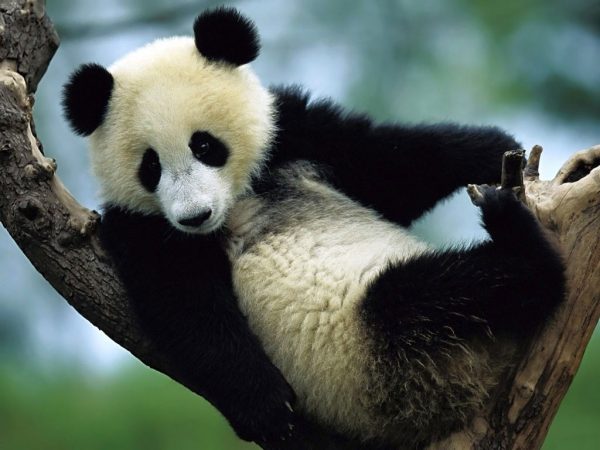 panda-600x450.jpg