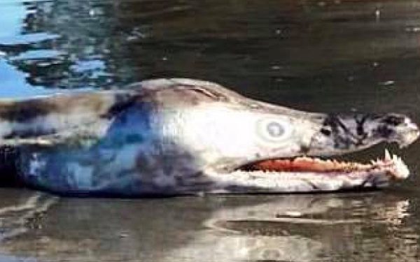 pike-eel-australia_3576392b