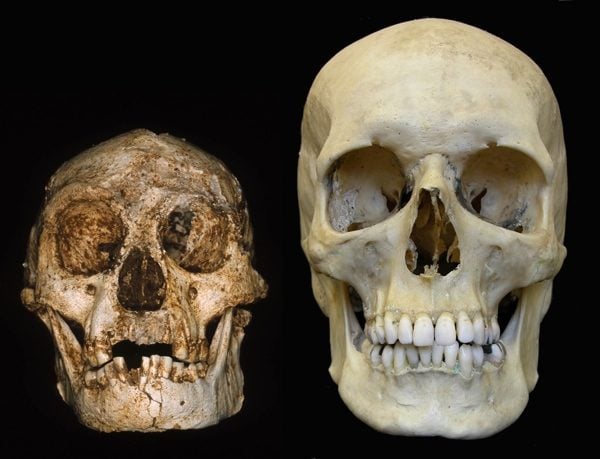 6 Criaturas que realmente existiram 6 Criaturas que realmente existiram