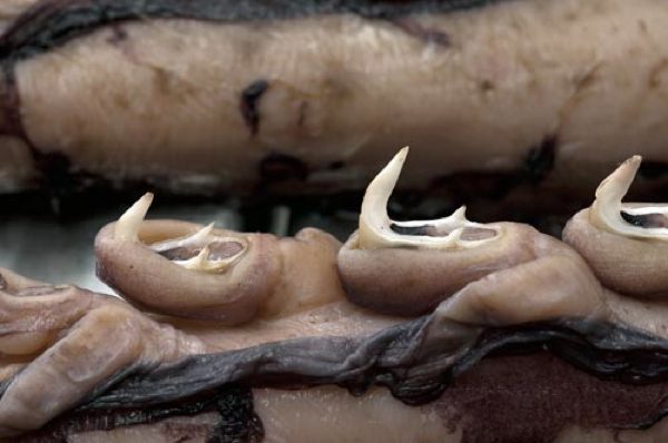 6 Criaturas que realmente existiram 6 Criaturas que realmente existiram