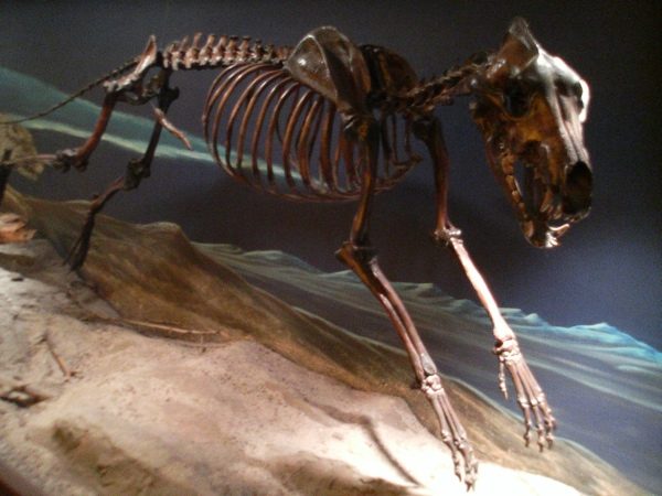 6 Criaturas que realmente existiram 6 Criaturas que realmente existiram