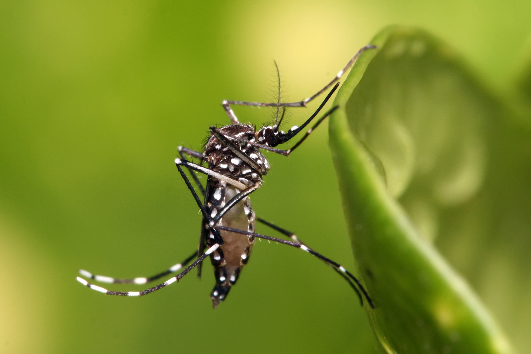 Biólogo brasileiro ensina como nunca pegar dengue, chikungunya e zika vírus Biólogo brasileiro ensina como nunca pegar dengue, chikungunya e zika vírus