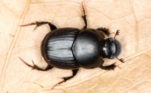 BESOURO-ROLA-BOSTA-1