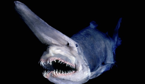 goblin shark
Mitsukurina owstoni
Japan (specimen / digitally manipulated)
David Shen / SeaPics.com