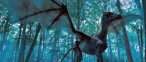 10 erros nos livros Harry Potter que você nunca reparou